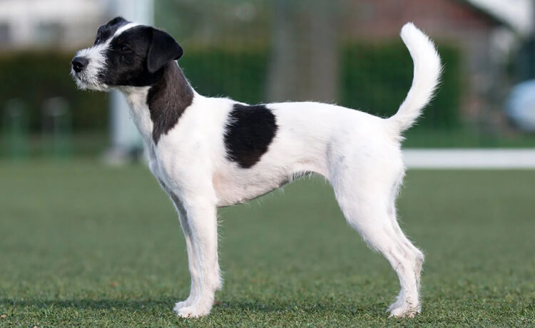 Parson Russell Terrier